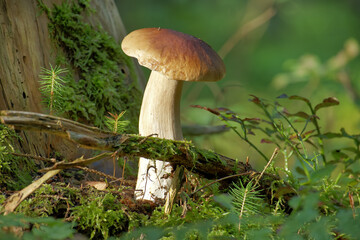 Close-up of wild boletus mushroom growing in lush forest, surrounded by moss and foliage