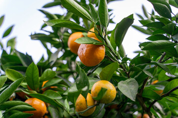 たわわに実った蜜柑