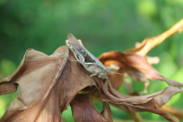 Fototapeta premium Grasshopper on the surface of a leaf.. A grasshopper landed on a leaf