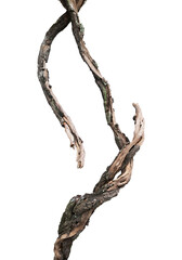 Weathered tree trunk isolated on white background