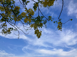 Golden Branches and Blue Skies: A Perfect Harmony of Nature and Atmosphere