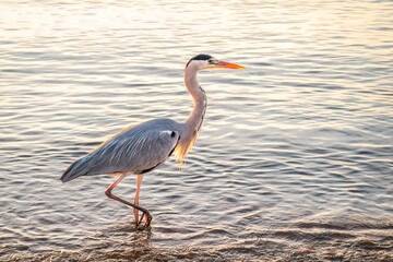 A heron hunting in the sea. Grey heron on the hunt