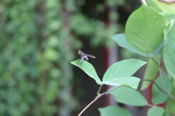 Fototapeta premium A fly landed on a leaf. A plant infested with a fly