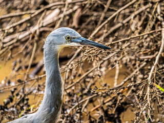 Alert Grey Heron Head Before Fallen Tree