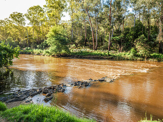 Golden Brown River Flows Over Rocks