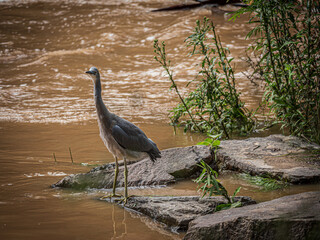 Erect Grey Heron Near Flooded River