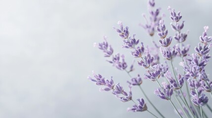 Obraz premium Watercolor Lavender Stems