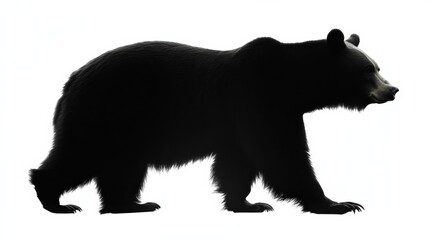 Fototapeta premium silhouette of a bear walking in profile