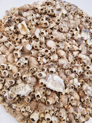 A dense cluster of seashells or barnacles, displaying a rugged and natural marine texture showcasing art