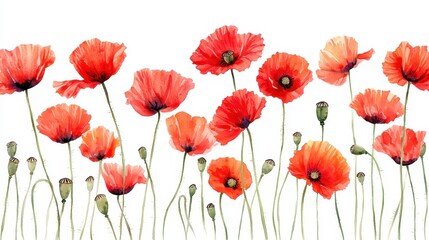 Obraz premium Watercolor Poppy Field