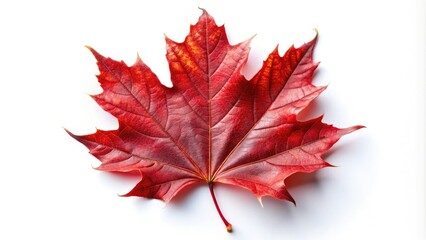 Macro Red Maple Leaf Photography, Top View Isolated White Background, Autumn Leaf Detail, Vibrant Fall Colors