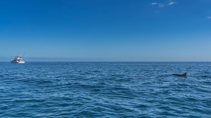 Obraz premium The dolphin's back and dorsal fin are visible above the surface of the blue ocean. A white yacht in the distance. Clear azure sky. Dolphin watching. Mauritius.
