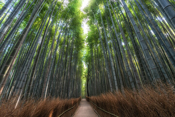 Arashiyama Bamboo Forest