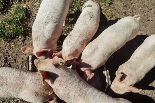 Several young pigs are feeding from a trough on the ground. The pigs are dirty and appear healthy.. AMBURY FARM, AUCKLAND, AUCKLAND, NEW ZEALAND
