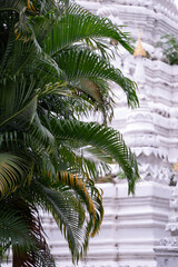 Fototapeta premium Lush vegetation in a Buddhist temple. Areca palm