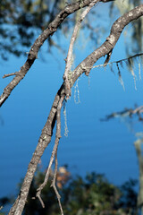 A tree branch on the background of a blue lake. The branch was taken in close-up.