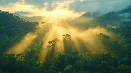 Fototapeta premium Nature background with sunlight filtering through dense forest canopies in early morning