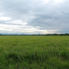 Obraz premium Serene Green Field Under Cloudy Sky
