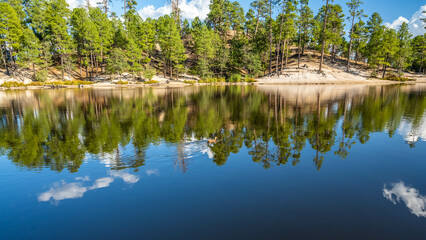 Obraz premium A Mallard in Tucson, Arizona