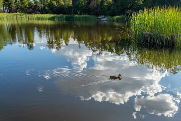A Mallard in Tucson, Arizona
