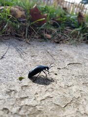 Green Bug in The Grass and Path