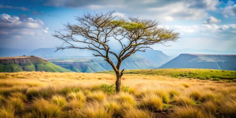 Obraz premium Masaya Volcano Dry Tree Minimalist Landscape Photography: Santiago Crater, Nicaragua