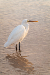 Great egret (Ardea alba), a medium-sized white heron fishing on the sea beach