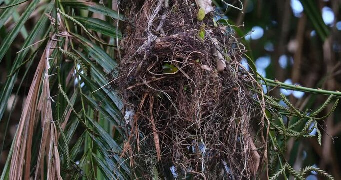 Peering through a small opening of its nest, a Long-tailed Broadbill Psarisomus dalhousiae swooped down and flew out of its nest.