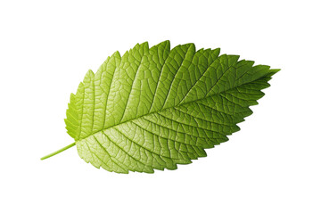 Obraz premium Isolated leaf symbol on for nature photography front view natural element