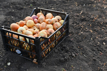 A box of onions is on the ground. mock up