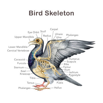 Anatomy of a bird with bone name scheme. Hand drawn detailed illustration. Avian skeleton anatomical table on white background. Bird skeleton anatomy for study, print, table, chart design