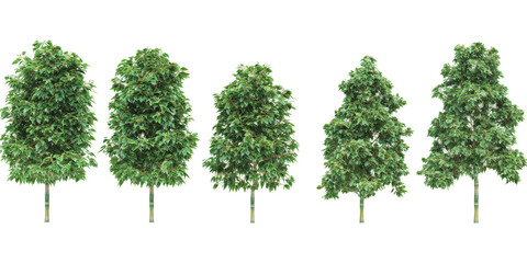 Five varieties of trees on a transparency background nature plant types isolated viewpoint