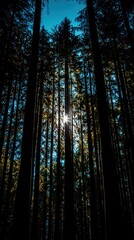 Fototapeta premium Sunlight filtering through tall trees forest nature photography outdoor low angle serenity and beauty of nature