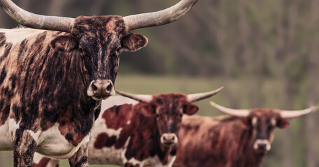 Three Highland Bulls 