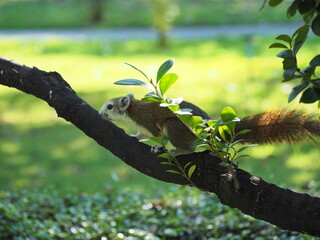 A big squirrel is running around looking for food on branch. Squirrel on tree branch and blurred natural background. The sunlight shines on the torso and brown fur. Has a beautiful long, bushy tail.
