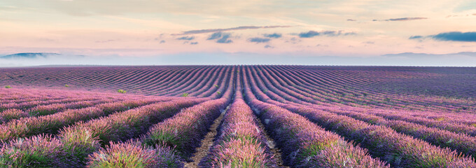 Panoramic of lavender field at sunrise, Provence, France