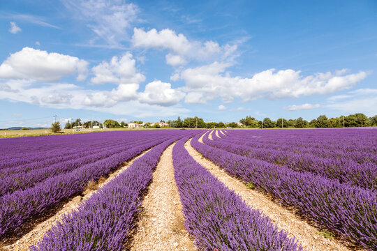 Lavender field in summer, Provence, France