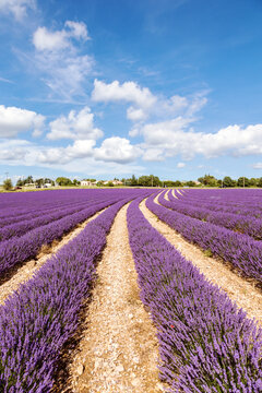 Lavender field in summer, Provence, France