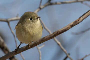 Ruby-Crowned Kinglet