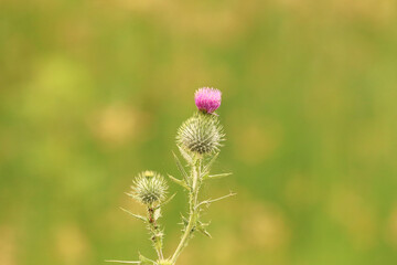 Scotch Thistle flower with green depth of field background