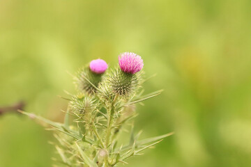 Scotch Thistle flower with green depth of field background