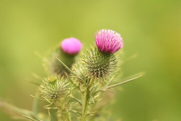 Scotch Thistle flower with green depth of field background