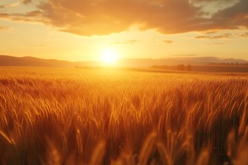 Obraz premium A golden wheat field at sunset, showcasing nature's beauty and tranquility.
