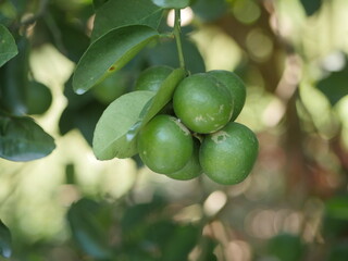 Green lemons on a branch with background of lemons out of focus. Green Lemons tree in the garden with daylight. Fresh green lime fruit hanging from branch.