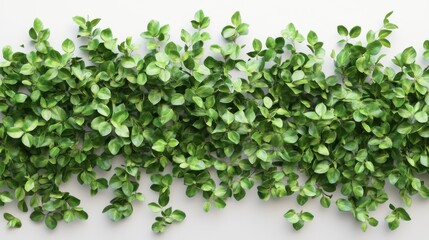 73.A hyper-detailed, 4K composition of green garden bushes on a white background, with each bush displaying densely packed leaves with realistic shadows and highlights. The leaves are arranged in a