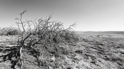 Obraz premium 35.A desolate landscape on the plains of eastern Colorado, featuring thorny, dead bushes with spiky, interwoven branches. Tumbleweeds drift across the dry, barren soil, creating a stark, rugged scene