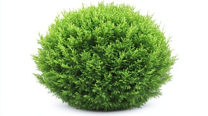 Fototapeta premium 88.A highly detailed view of a green coniferous bush in a round, tidy shape, with rich green needles densely packed across its branches. The bush has a soft, symmetrical appearance, making it a