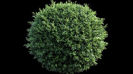 90.A hyper-realistic image of a small, round thuja bush, with rich green needles densely covering each branch. The bush has a naturally compact, spherical form, with intricate textures that highlight
