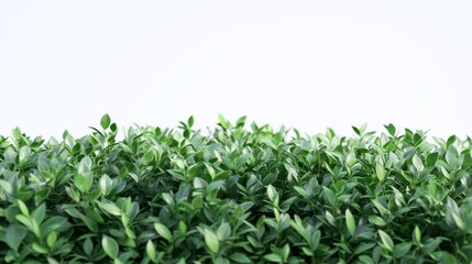Obraz premium 72.A 4K, realistic close-up of green garden bushes with rich, layered foliage against a white background. The leaves vary in shades of green, from dark emerald to light lime, with fine details like