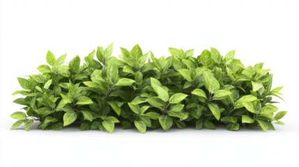 Obraz premium 74.A high-definition, realistic image of garden bushes with lush green foliage isolated on a white background. Each leaf is highly detailed, with visible texture and a natural sheen, creating a